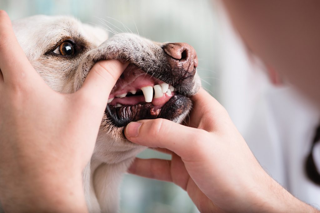 Dog's teeth inspected