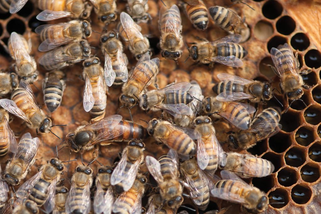 Group of bees