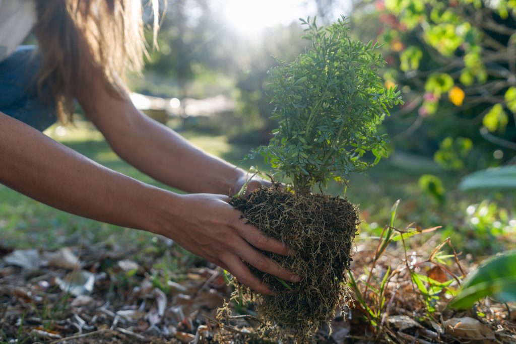 Person planting shrubs