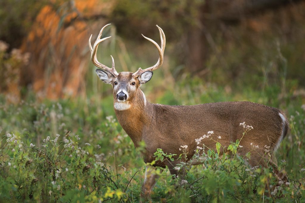 Whitetail deer