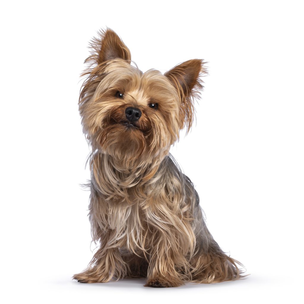 Yorkshire Terrier