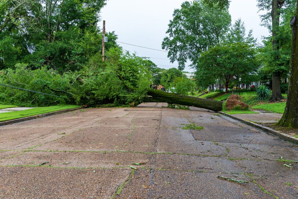 Downed trees and power lines