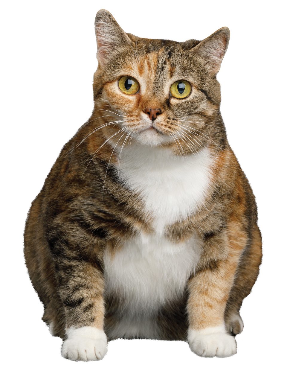 Fat Cats Indiana Connection