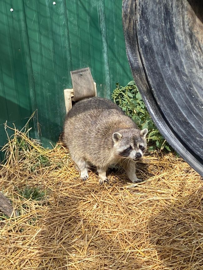 All about the rescue Indiana Connection