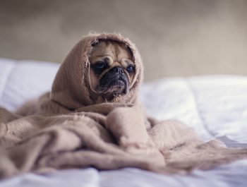 Pug in blanket