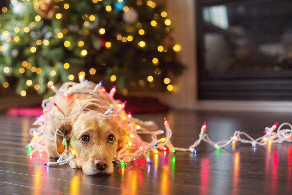 Dog in holiday lights