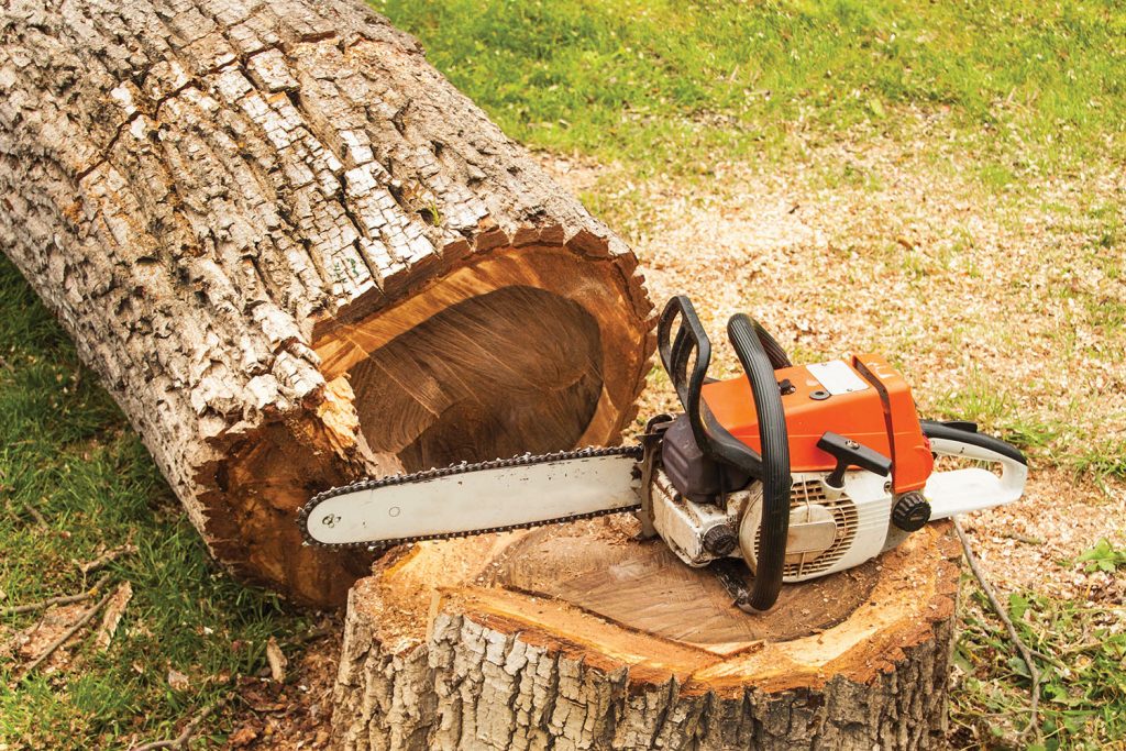 Tree and chainsaw