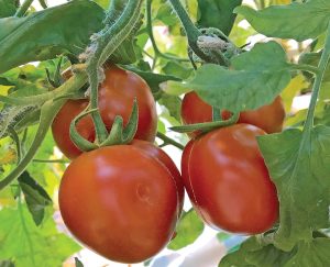 Salad Tomatoes