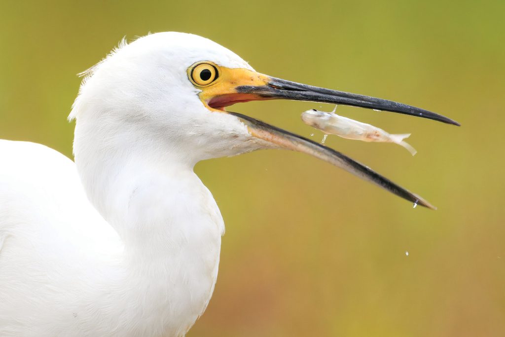 Snowy Egret