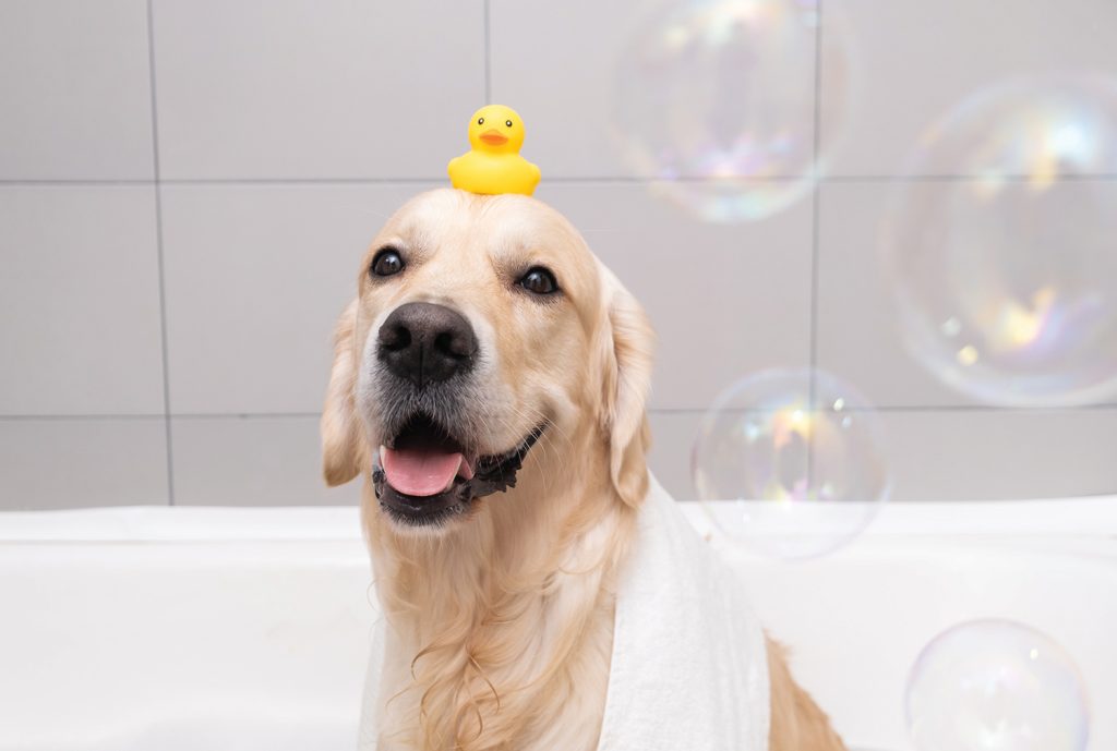 Dog in tub