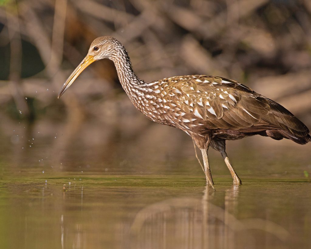 Limpkin