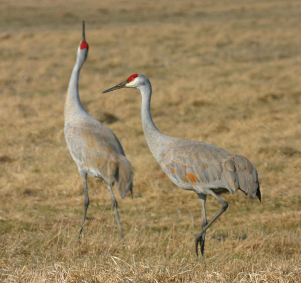 Sandhill Cranes