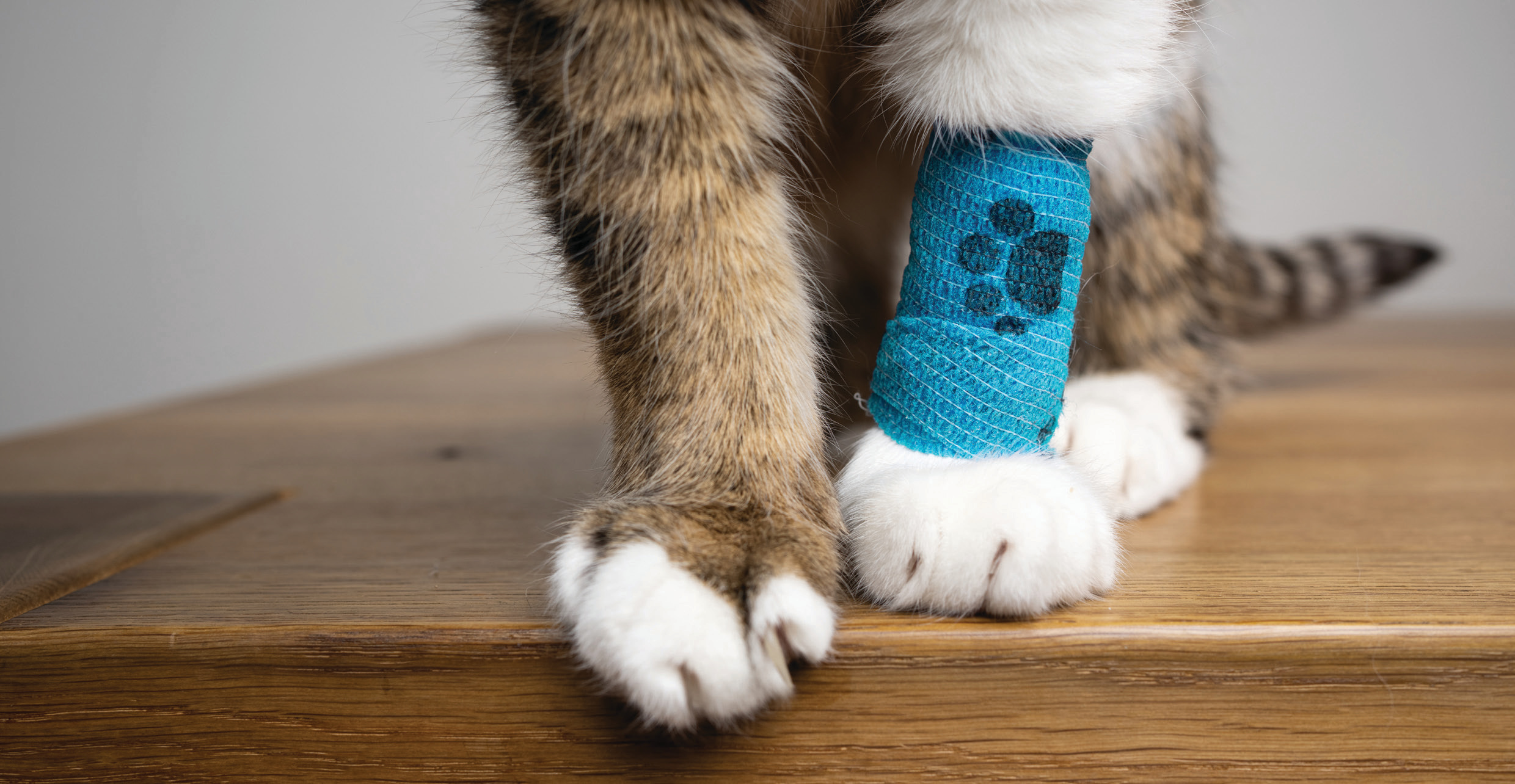 Cat with bandage