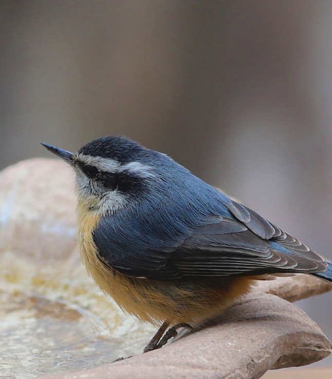 Red-brested Nuthatch