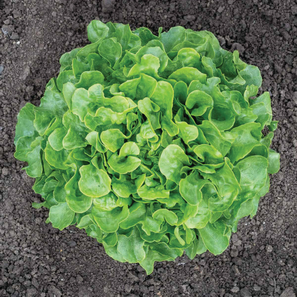 BAUER OAKLEAF LETTUCE