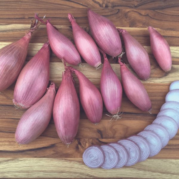 ECHALION CRÈME BRULEE SHALLOTS