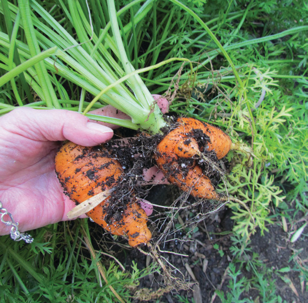 ECHALION CRÈME BRULEE SHALLOTS