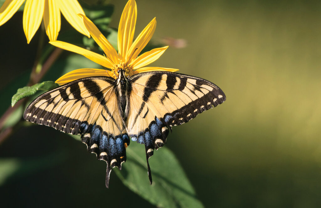 Eastern tiger swallowtail butterfly
