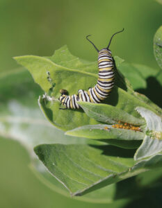 Monarch and oleander aphids on milkweed