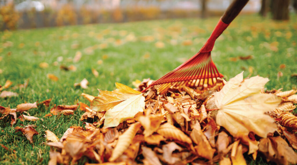 Raking leaves