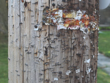 Utility pole with nails