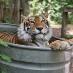 Exotic Feline Rescue