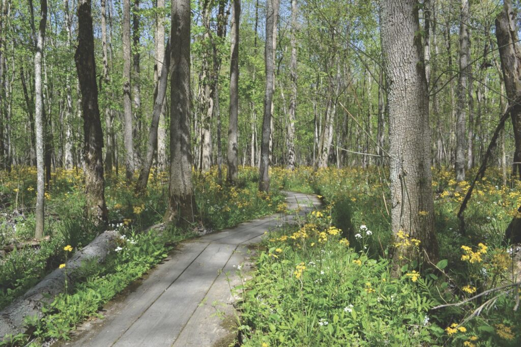 Photo courtesy of Chris Fox