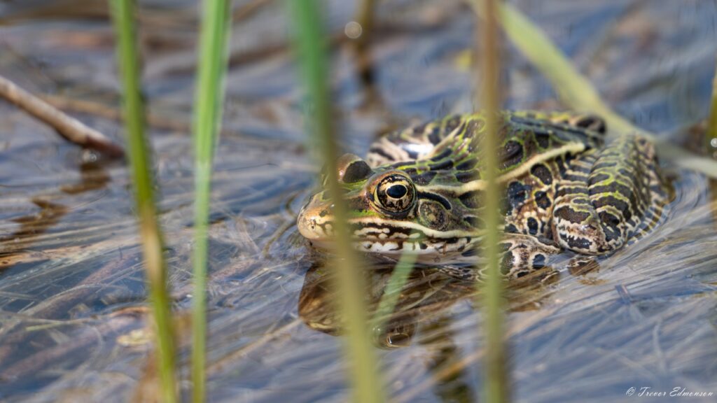 Photo courtesy of Trevor Edmonson of the Nature Conservancy