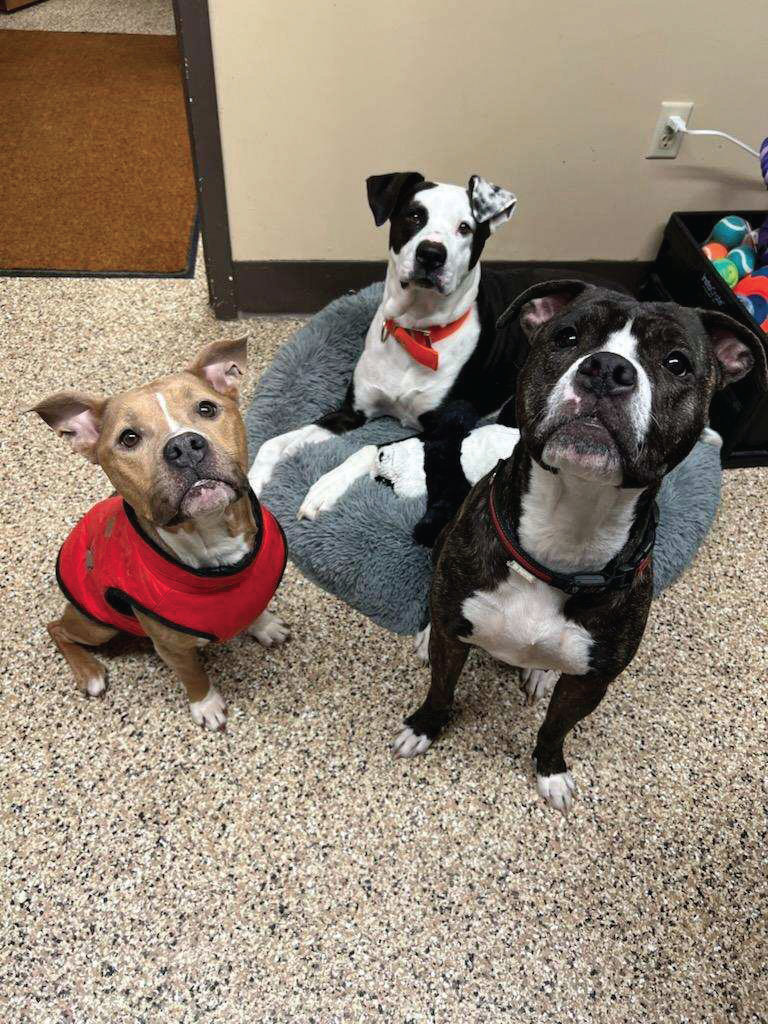 Dogs at animal shelter