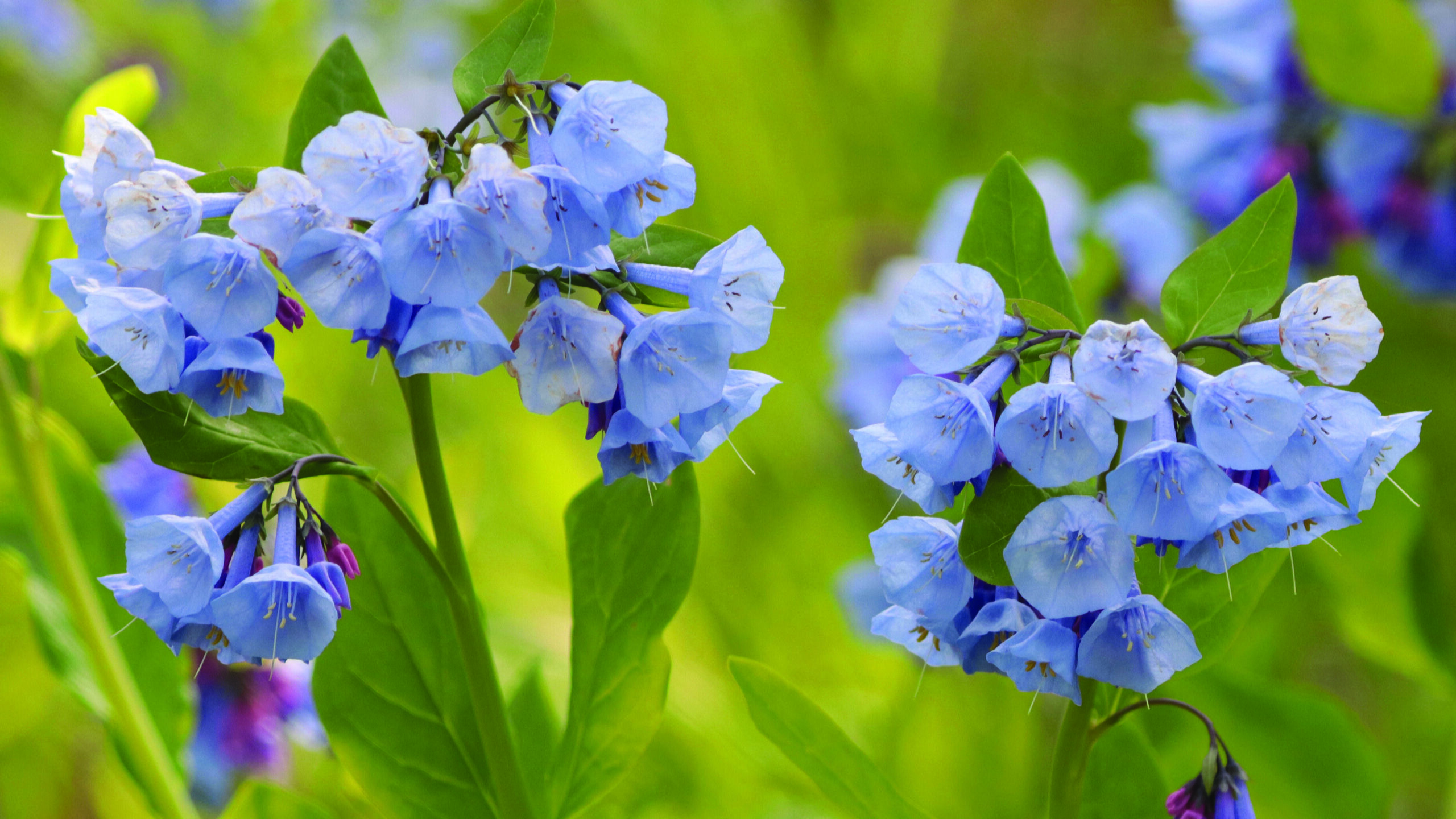 Virginia Bluebells