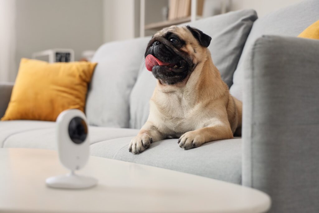 Pug dog on sofa