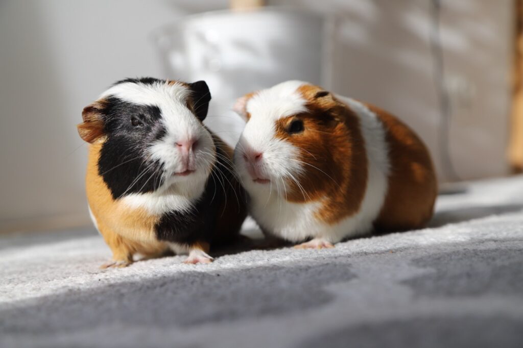 Guinea Pigs