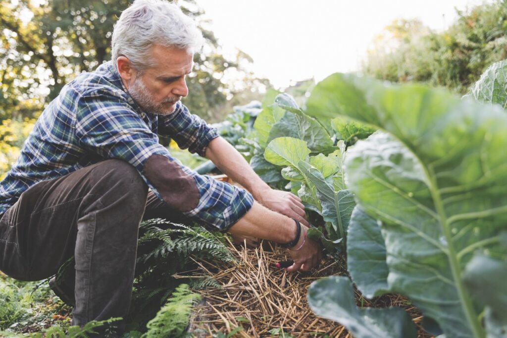 Harvesting cabbage leaves in a biodynamic vegetable garden
